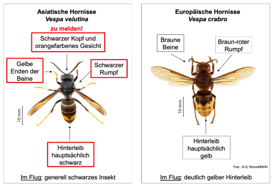 Ausbreitung der asiatischen Hornisse